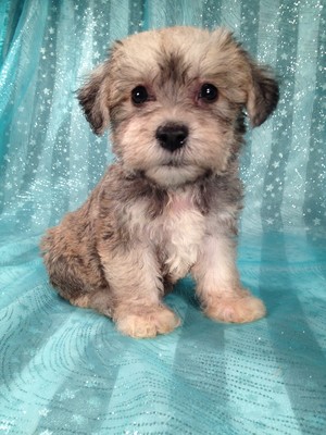Puppies for sale Iowa Breeder 2012 Schnoodle Female